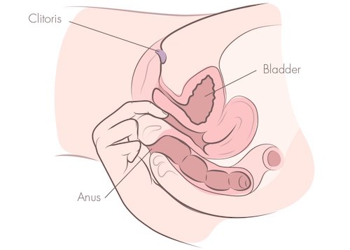 Ilustração mostrando a mão alcançando a vagina por trás para estimular a parede posterior