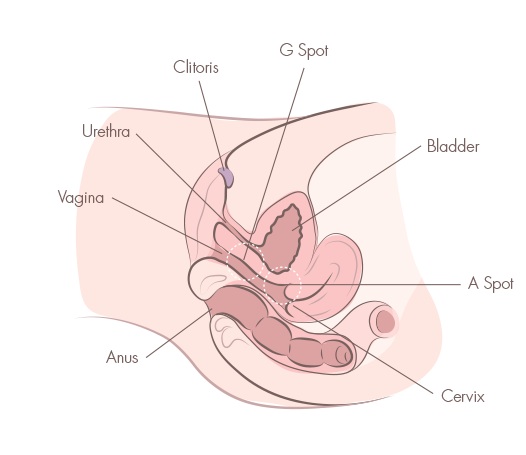 Diagrama anatômico em corte lateral mostrando clitóris, uretra, vagina, Ponto G, bexiga, Ponto A, colo do útero e ânus